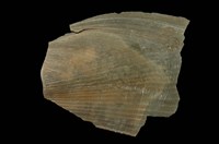 藏品(牛角江瑤蛤)的圖片